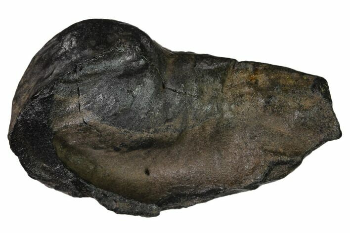 Fossil Whale Ear Bone - Miocene #136898